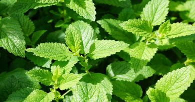 Photo of some mint leaves