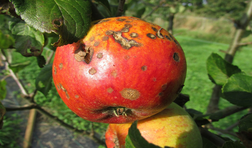 photo of a rotting apple on the tree