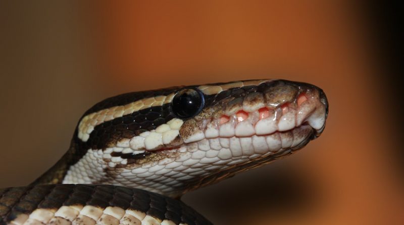 Photo of a snake's head