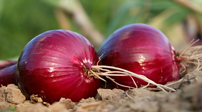 Two red onions