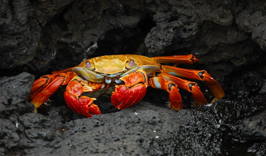photo of a crab