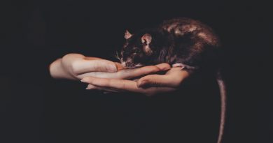 Black rat sitting in a hand
