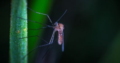 photo of a mosquito