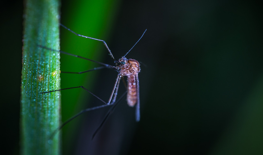 photo of a mosquito