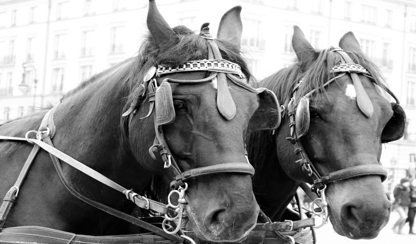 Two horses wearing blinkers