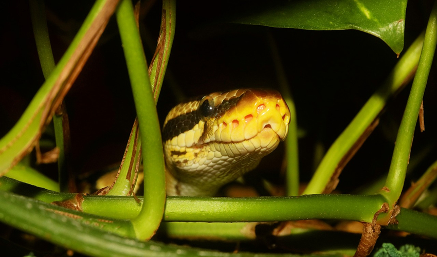 A python looking out from the grass