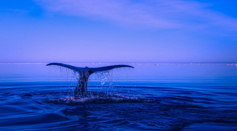 whale tail emerging from blue sea
