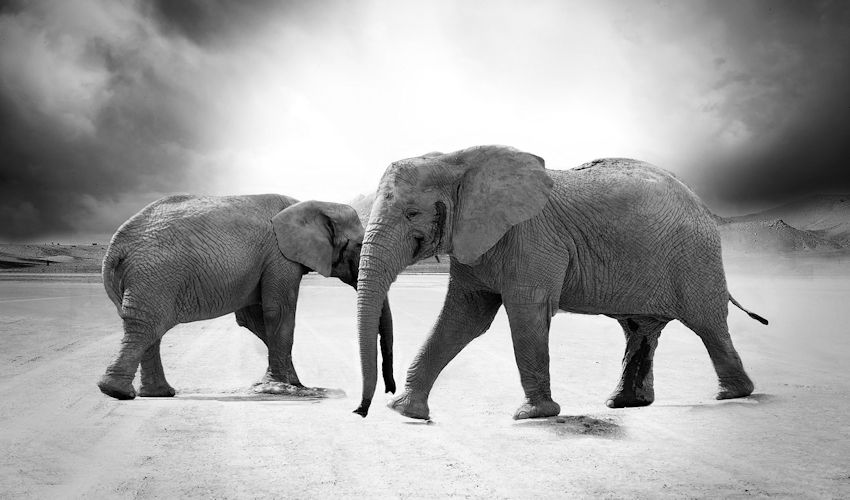 New Zoom Threat Confirmed: Meet 400 Million Elephants In The Video Room